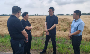 暴雨突袭麦田受灾，平安产险德州中心支公司火速驰援、高效理赔纾解农户愁忧